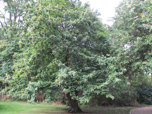 Castanea sativa CopenhagenBGCastaneaSativa.JPG