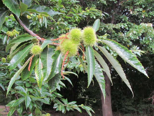 Castanea sativa CopenhagenBGCastaneaSativaFlowerDetail.JPG