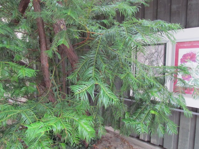 Cephalotaxus fortunei CopenhagenBGCephalotaxusFortuneiDetail.JPG