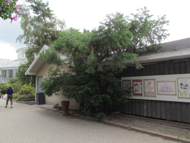 Cephalotaxus fortunei CopenhagenBGCephalotaxusFortuneiFull.JPG