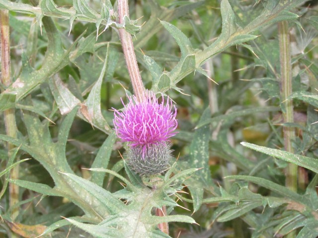 cirsium serrulatum CopenhagenBGCirsiumSerrulatumFlower.JPG