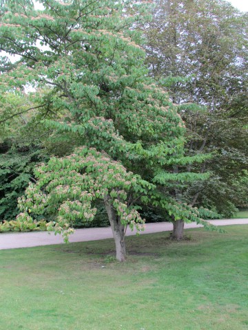 Cornus controversa CopenhagenBGCornusControversa.JPG