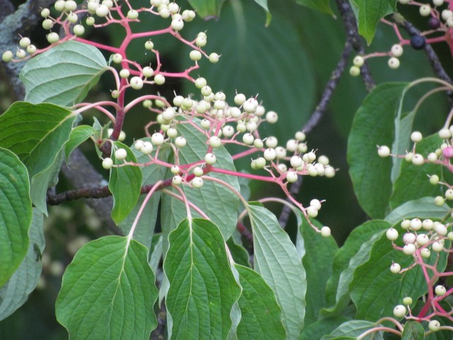 Cornus controversa CopenhagenBGCornusControversaFlower.JPG