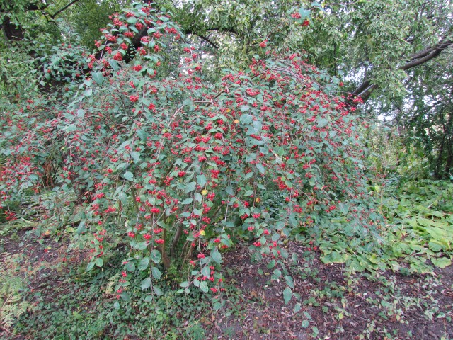 Cotoneaster roseus CopenhagenBGCotoneasterRoseus1.JPG