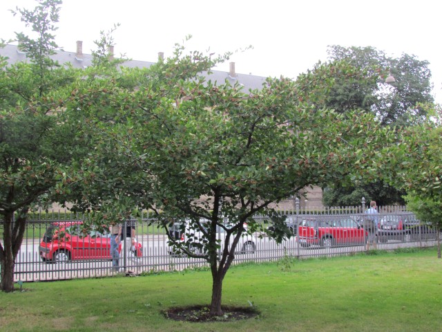 Crataegus macrantha CopenhagenBGCrataegusMacracantha.JPG