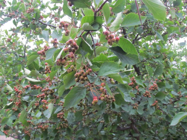 Crataegus macrantha CopenhagenBGCrataegusMacracanthaFruitDetail.JPG