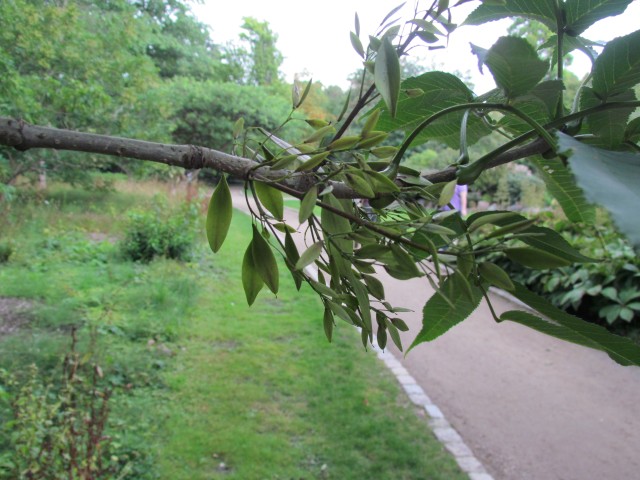 Fraxinus spaethiana CopenhagenBGFraxinusSpaethianaLeaf.JPG