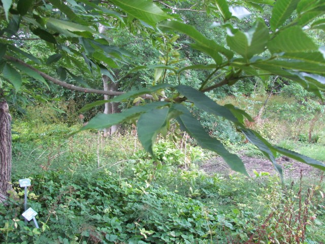 Fraxinus spaethiana CopenhagenBGFraxinusSpaethianaLeaf2.JPG