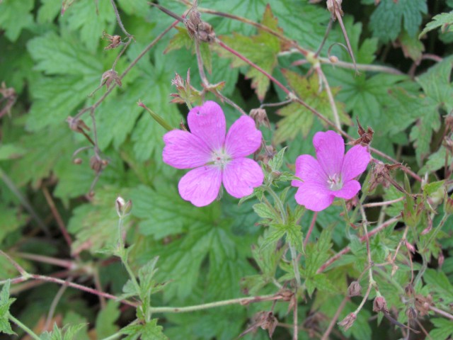 Geranium endressii CopenhagenBGGeraniumEndresiiFlower.JPG