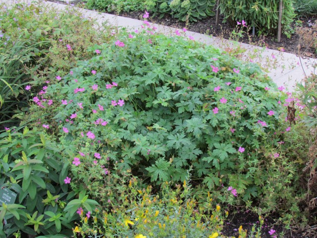 Geranium endressii CopenhagenBGGeraniumEndressii.JPG