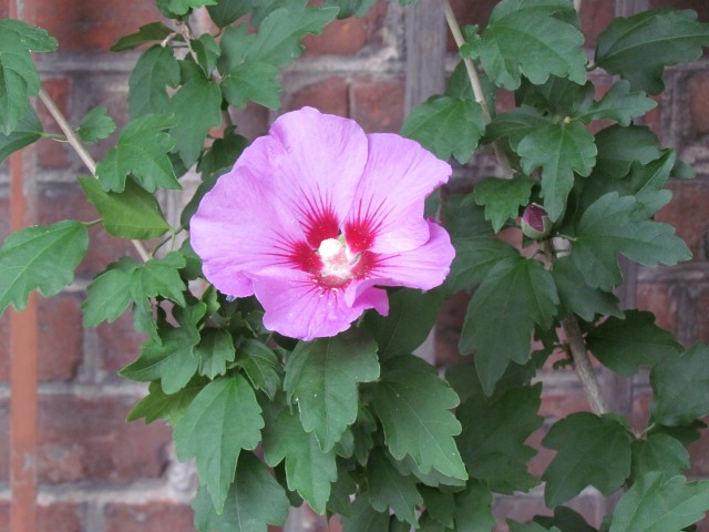 Hibiscus syriacus CopenhagenBGHibiscusSyriacusFlowerDetail.JPG