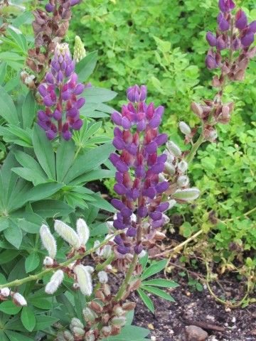 lupinus polyphyllus CopenhagenBGLupinusPolyphyllusFlower2.JPG