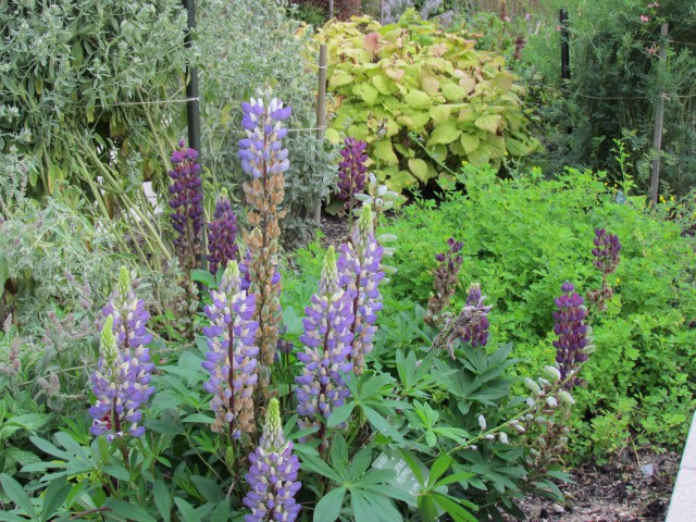 lupinus polyphyllus CopenhagenBGLupinusPolyphyllusPlant2.JPG