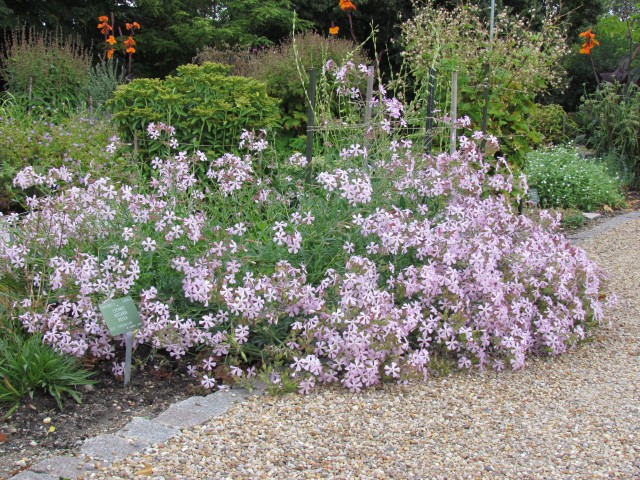 lychnis viscaria CopenhagenBGLychnisViscariaRosea.JPG