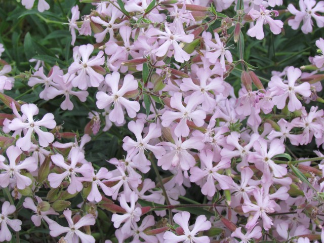 lychnis viscaria CopenhagenBGLychnisViscariaRoseaFlower.JPG