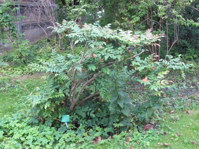 Mahonia japonica CopenhagenBGMahoniaJaponica.JPG