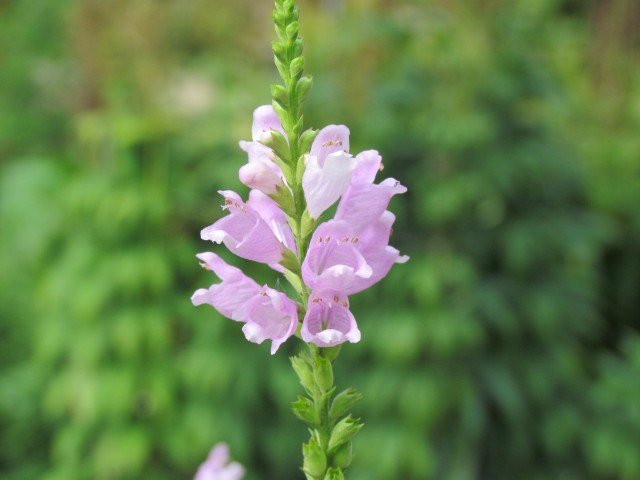 Physostegia virginiana CopenhagenBGPhysostegiaVirginianaFlowerDetial.JPG