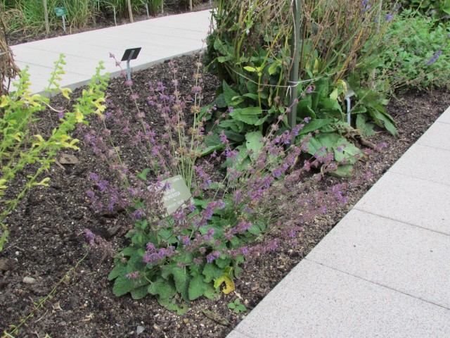 Salvia nemorosa CopenhagenBGSalviaNemorosa.JPG