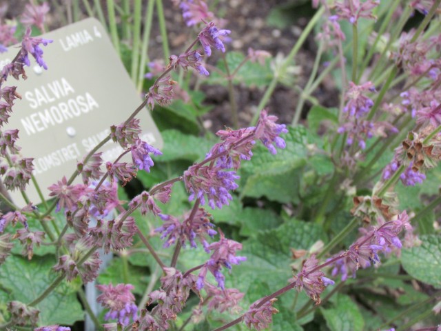 Salvia nemorosa CopenhagenBGSalviaNemorosaFlower.JPG