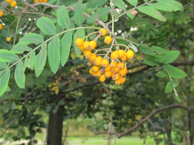 Sorbus aucuparia CopenhagenBGSorbusAucupariaXanthocarpaFruit.JPG