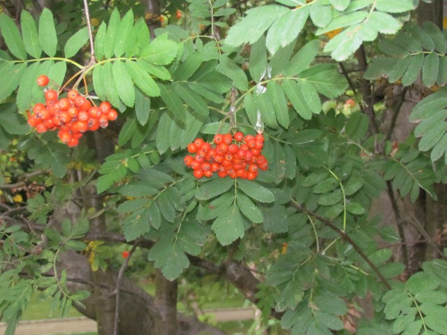 Sorbus meinichii CopenhagenBGSorbusMeinichiiFruit.JPG