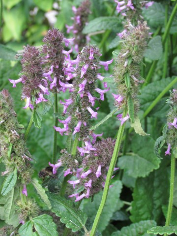 Stachys officinalis CopenhagenBGStachysOfficinalisDetail.JPG