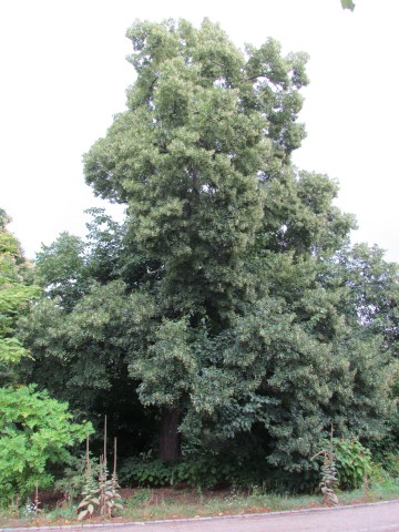 Tilia euchlora CopenhagenBGTiliaEuchlora.JPG