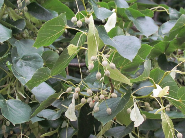 Tilia euchlora CopenhagenBGTiliaEuchloraDetail.JPG