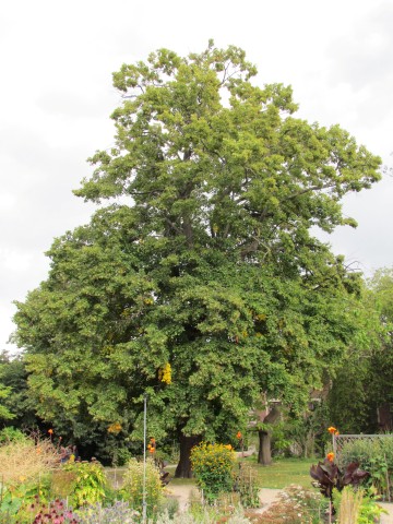 Tilia platyphyllos CopenhagenBGTiliaPlatyphyllos2.JPG