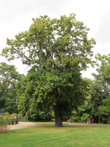 Tilia platyphyllos CopenhagenBGTiliaPlaytphyllos.JPG