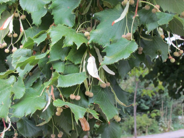 Tilia platyphyllos CopenhagenBGTilliaPlatyphyllos2Detail.JPG