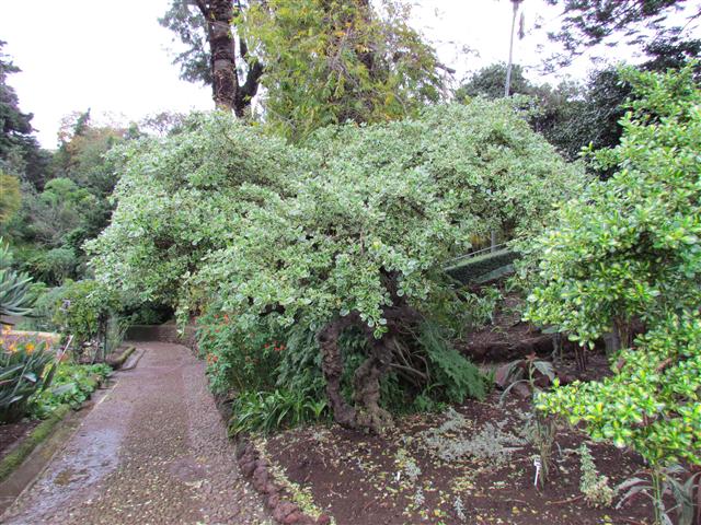 Coprosma repens CoprosmaRepensDouradinhaFull.JPG