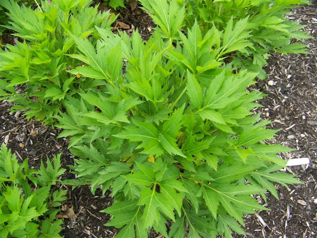 Picture of Rudbeckia nititda 'Autumn Sun' Autumn Sun Coneflower