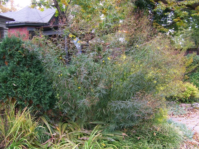 Picture of Coreopsis tripteris  Tall Coreopsis