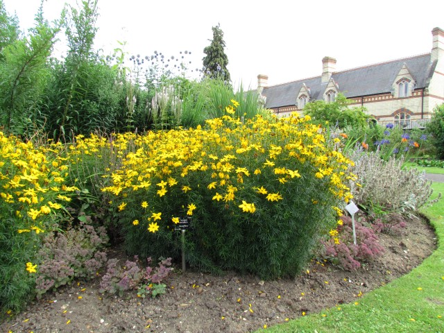 Coreopsis verticillata CoreopsisVerticillataGrandifloraLabelCUBG.JPG