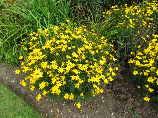 Coreopsis verticillata CoreopsisVerticillataGrandifloraTopCUBG.JPG