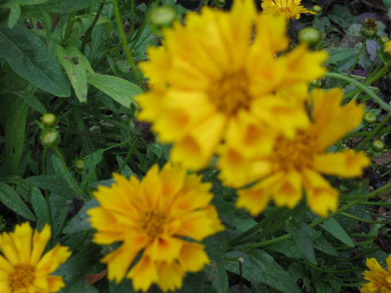 Coreopsis grandiflora Coreopsis_grandiflora_flower.JPG