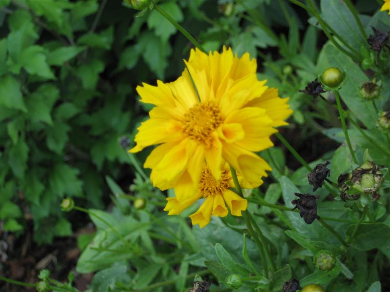 Coreopsis grandiflora Coreopsis_grandiflora_flower_and_leaves.JPG