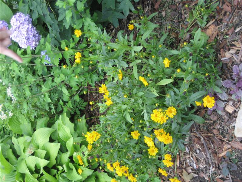 Coreopsis grandiflora Coreopsis_grandiflora_plant_far.JPG