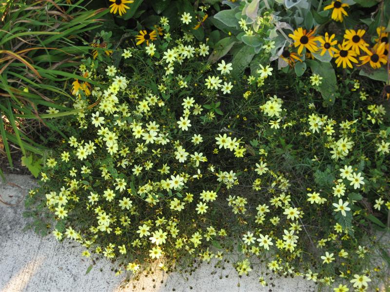 Coreopsis verticillata Coreopsis_verticillata.JPG