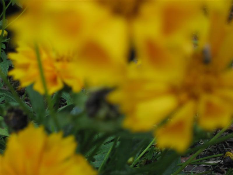 Coreopsis grandiflora Coreposis_grandiflora_flower_close.JPG