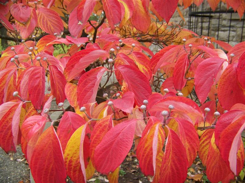 Picture of Cornus%20florida%20'Cloud%20Nine'%20Cloud%20Nine%20Flowering%20Dogwood