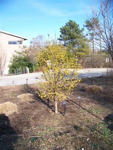 Picture of Cornus officinalis 'Kintoki' Kintoki Cornel Dogwood