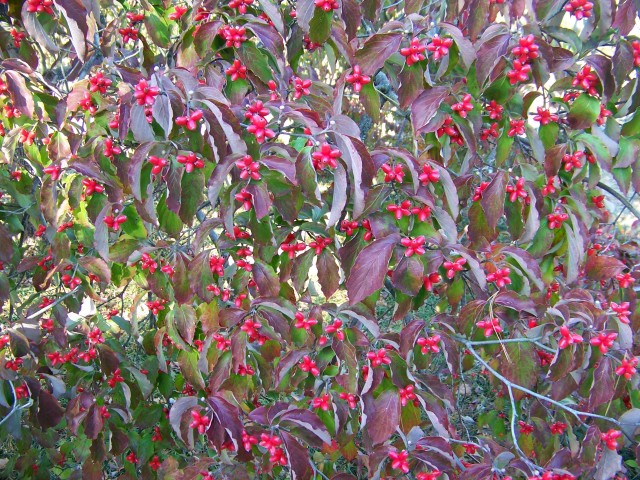 Picture of Cornus florida 'Grovflor' Spring Grove Spring Grove Flowering Dogwood