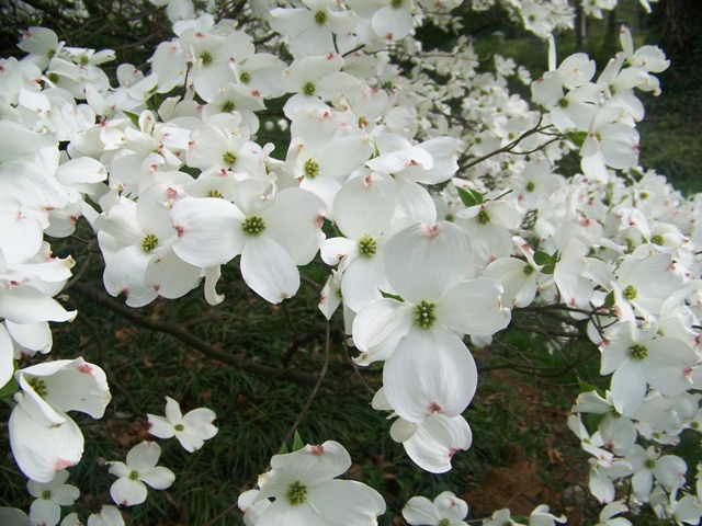 Picture of Cornus florida 'Grovflor' Spring Grove Spring Grove Flowering Dogwood