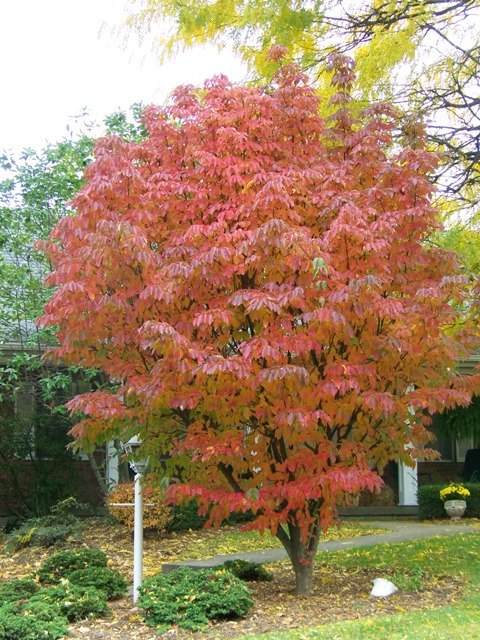 Picture of Cornus kousa  Kousa Dogwood