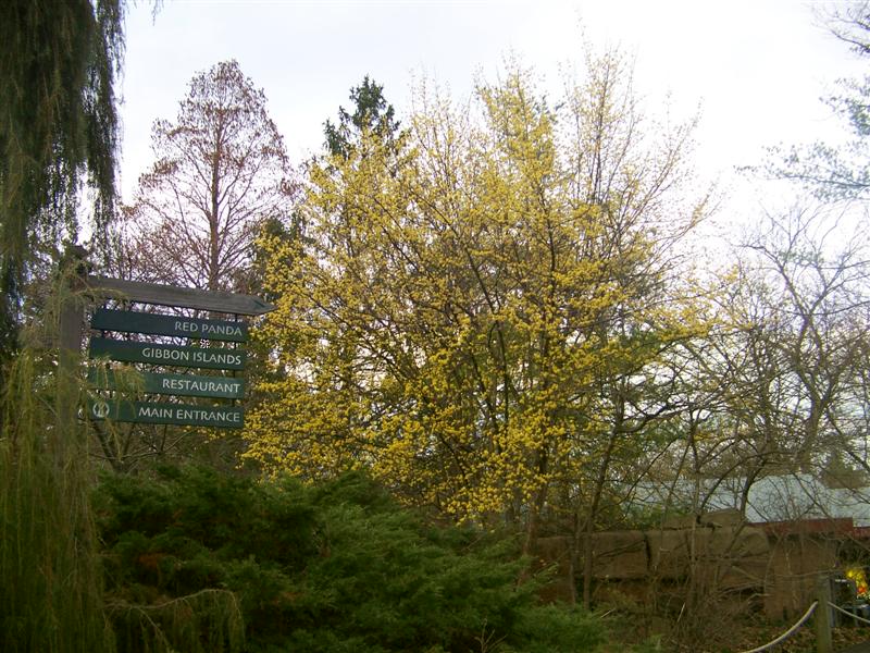 Picture of Cornus officinalis  Japanese Cornel Dogwood