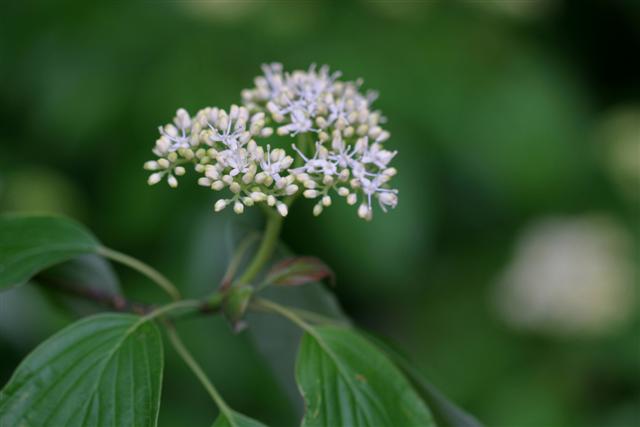 Picture of Cornus alternifolia  Pagoda Dogwood