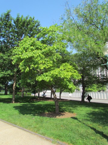 Cornus florida CornusFlorida2CapitolHill.JPG