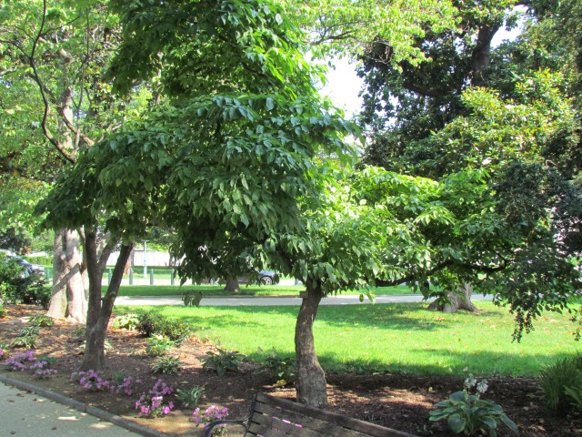 Cornus florida CornusFloridaDoubleCapitolHill.JPG